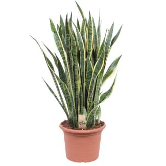 Lengua de suegra, Planta de borde dorado, Hoja en forma de espada verde oscuro con borde amarillo, Sansevieria Laurentii - Ø35cm - ↕100cm