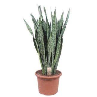 Ceylon Lengua de Suegra, La Planta Serpiente, Hoja Verde Oscura en Forma de Espada con Manchas/Rayas Plateadas, Sansevieria Zeylanica Ø35cm - ↕110cm
