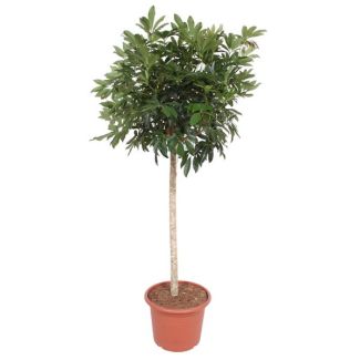Planta de interior en tronco Schefflera Arboricola Compacta, 1.9 metros de altura, ø45