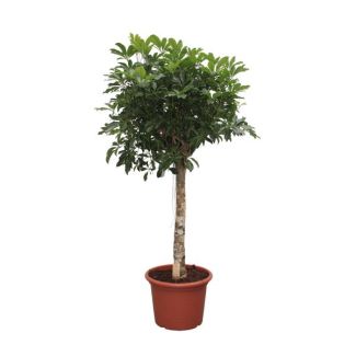 Planta paraguas enana Compacta