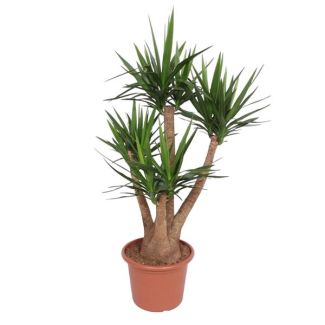 Yucca Elephantipes ramificada, ø45 tamaño de maceta, 170 cm de altura, planta de interior de aspecto desértico