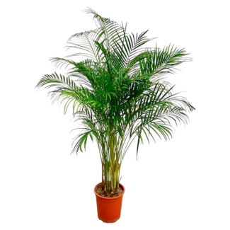 Dypsis Lutescens (Palma Areca) - 160 cm Gran Planta de Interior - Palma Dorada con Tamaño de Maceta ø27 - Planta de Interior Purificadora de Aire