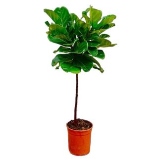 Planta Violín, Ficus Lyrata, Planta de Interior, ø24cm, 130cm de Alto