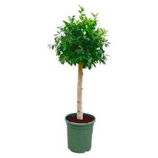 Ficus Nitida Oscura en Tronco – Árbol Perenne, 1.3 m de Altura, Ø30 cm