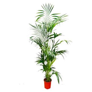 Palma perenne Howea Forsteriana - Palma Kentia - 200 cm de altura - tamaño de maceta ø24