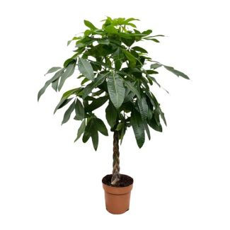Planta Watercacao - Planta de interior tropical para diversos ambientes interiores, 150 cm de altura, diámetro de maceta ø27