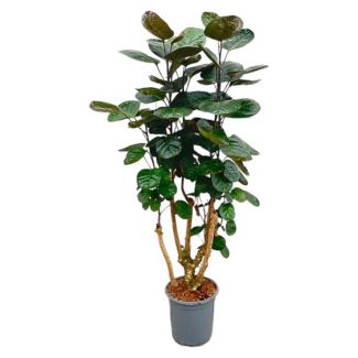 Planta de interior Polyscias Fabian / Planta de interior Ming Aralia, 1 metro de altura - ø24