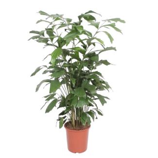Caryota mitis refinada - palma de la paz como planta de interior - 140 cm de altura - 27 cm de diámetro de maceta - Purificadora de aire