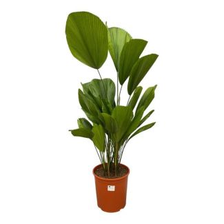 Palma de palas Licuala Grandis - 90 cm - ø27 - Palma de interior tropical