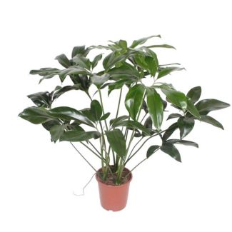 Philodendron Green Wonder planta de interior de media sombra - 100 cm de altura - ø24 - Elegancia tropical
