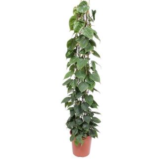 Planta de interior en enrejado con hojas en forma de corazón, planta trepadora Philodendron Scandens, 160 cm de altura - ø27