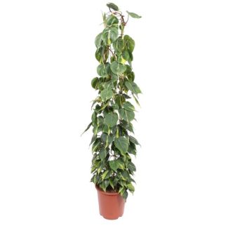 Planta de interior Philodendron Scandens Brasil en enrejado, 1.6 metros de altura, 27 cm de diámetro de maceta