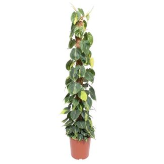 Planta trepadora Philodendron Scandens Brasil en tronco de musgo - 150 cm de altura, 27 cm de diámetro de maceta