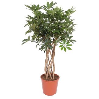 Planta de interior Schefflera en tronco, árbol de dedos, 130 cm de altura, Ø30cm