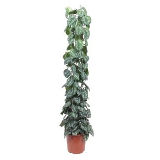 Planta de interior con encanto contemporáneo Scindapsus Pictus Trebie en enrejado - 160 cm - ø27