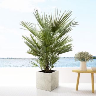 Palmera Enana Europea