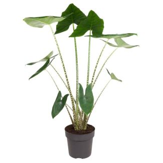 Planta cebra interior | Planta de interior con patrón de cebra | Alocasia Zebrina - 130 cm de altura - ø32