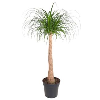 Árbol de botella (tronco de Beaucarnea) planta de interior sombra/semisombra - 120 cm - ø32