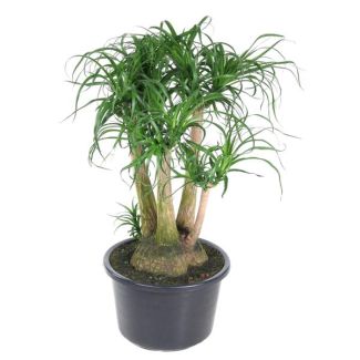 Árbol botella ramificado (Beaucarnea) - 110 cm - ø41 - Seguro para mascotas - Planta de interior amplia