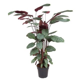 Roseopicta interior con hojas verde rosa (Calathea Oppenheimiana), 130 cm de altura - ø27