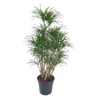 Árbol Dragón Anita ramificado | Planta de interior verde oscuro Dracaena Anita - 160 cm de altura - ø34