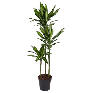 Planta Dragón Cintho / Dracaena Cintho / Planta de interior de media sombra - aprox. 1.6 m de altura, tamaño de maceta 24 cm