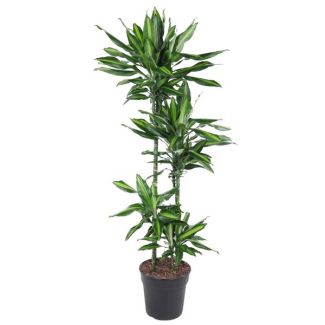 Dracaena Cintho interior de 150 cm de altura - ø27 cm | Apariencia verde