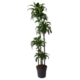 Planta Dragón Dorada interior (Dracaena Dorado) - 170 cm - ø27 cm - Ubicación de media sombra