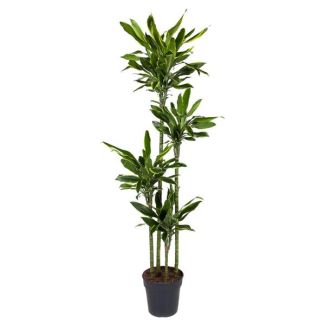 Planta Dragón Costa Dorada / Dracaena Golden Coast - aprox. 1.70 m de altura - diámetro de la maceta ø27 cm