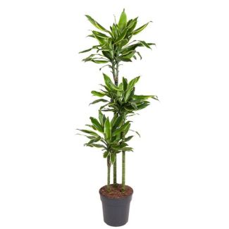 Dracaena Golden Coast 160 cm – Planta Dragón Costa Dorada para Cualquier Interior