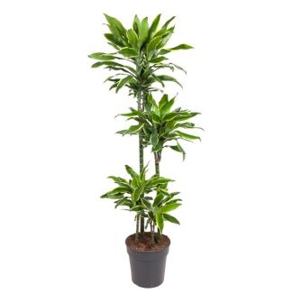 Dracaena Costa Dorada 140 cm – Elegante, de Bajo Mantenimiento y Purificadora de Aire