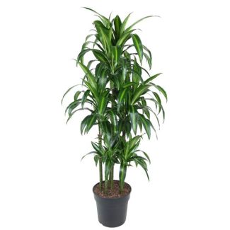 Planta Tropical Elegante - Dracaena Hawaiiana Carrousel 150 cm - ø31 cm