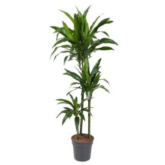 Planta Dragón Janet Craig - 150 cm de Altura | Lujosa Planta de Interior Verde para Cualquier Decoración