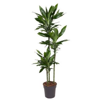 Dracaena Janet Lind - 150 cm - ø24 - La Perfecta Adición Verde para Cualquier Espacio Interior