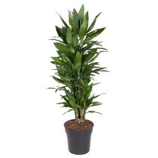 Dracaena Janet Lind de bajo mantenimiento - 110 cm: Aporta verde y estilo a cualquier interior