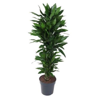 Dracaena Janet Lind - 120 cm - Planta de interior elegante con hojas verde oscuro