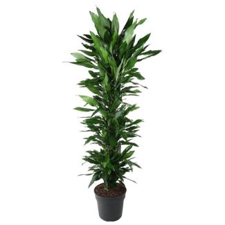 Luxe Dracaena Janet Lind ramificada - 170 cm - Ideal para un Aire Interior Saludable