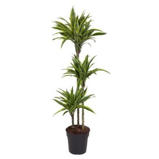 Planta Limoendraak interior (Dracaena Lemon Lime), 130 cm - tamaño de maceta 24 cm