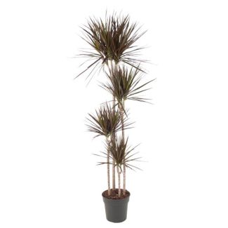 Planta de interior esbelta Dracaena Magenta con llamativos bordes magenta-rosados, 180 cm - ø27
