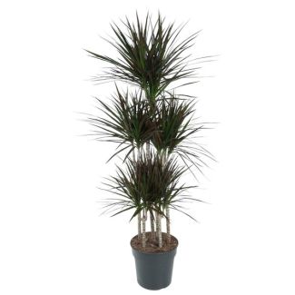 Dracaena Magenta Carrousel - 150 cm de altura - Planta elegante con acentos magenta para decoración del hogar