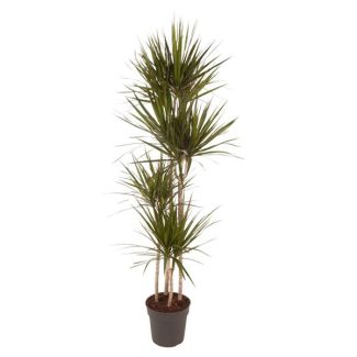Dracaena Draco con bordes rojos, planta de interior con bordes rojos, 170 cm - ø27 cm