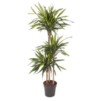 Planta de interior Dracaena Riki - 140 cm - Perfecta para espacios interiores
