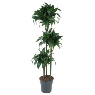 Planta Dragón Tatuada Interior, Planta de Interior Verde Oscuro, 140 cm - ø24