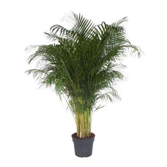 Dypsis Lutescens - 200 cm - Ø34 cm | Palma Areca Exótica / Palma Dorada para el Hogar