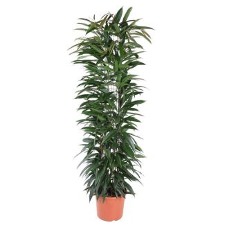 Ficus Amstel King