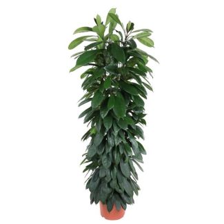 Ficus Moclame columna, Higuera Cyatistipula interior - 1,5 metros de altura, diámetro de la maceta 29 cm