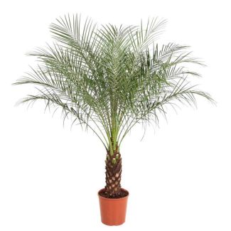 Palma enana