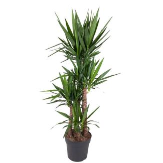 Palma de lirio / Yucca Elephantipes, plantas de interior perennes con hojas delgadas, 180 cm - ø34