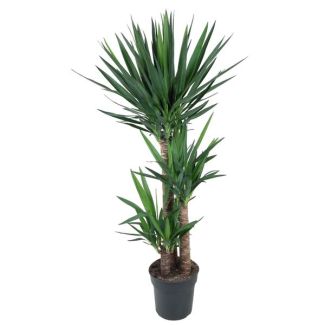 Yucca Elephantipes - planta de interior parecida a una palma - aproximadamente 140 cm de altura - ø27