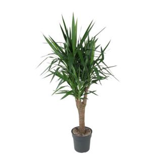 Yucca Elephantipes ramificada 150 cm en diámetro de maceta ø31 - Planta de interior verde de bajo mantenimiento